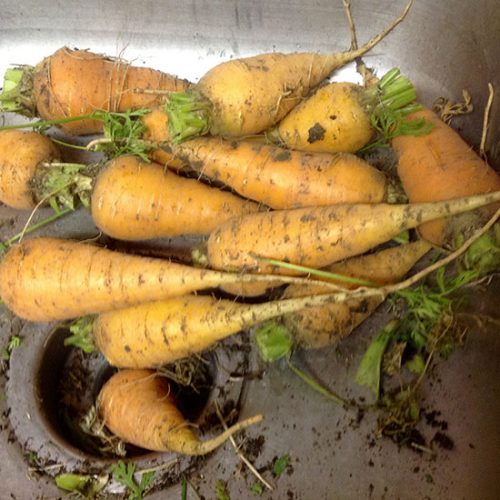 Carrot Time Fun Time